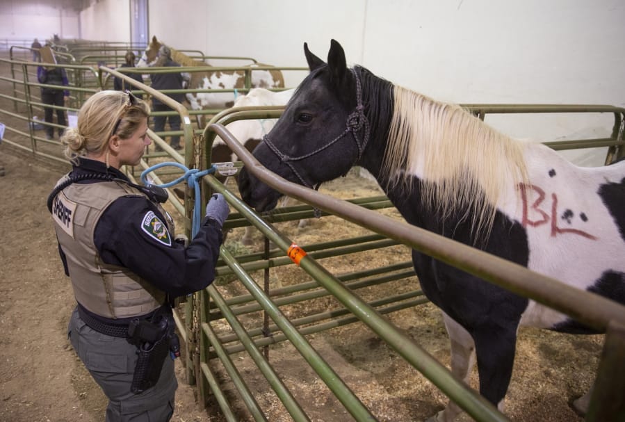 Lane County Sheriff Sergeant Carrie Carver visits one of the horses that have been taken from their owner by Lane Animal Services on Wednesday in Eugene, Ore.