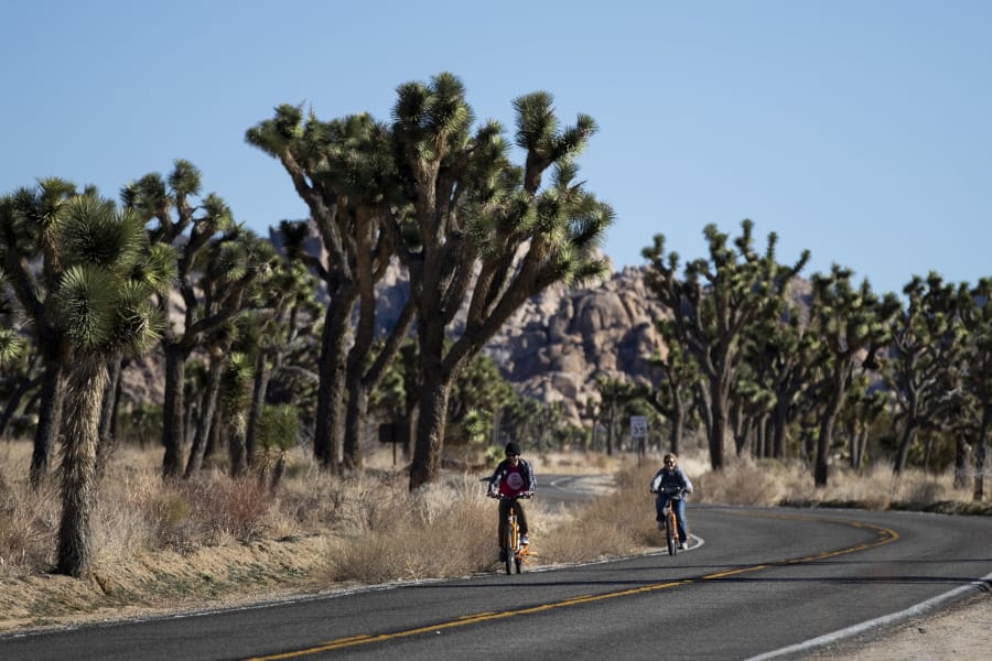 FILE - In this Jan. 10, 2019, file photo, two visitors ride their bikes along the road at Joshua Tree National Park in Southern California&#039;s Mojave Desert. A conservation organization has petitioned for protection of the western Joshua tree under the California Endangered Species Act due to the effects of climate change and habitat destruction. The Center for Biological Diversity filed the petition with the state Fish and Game Commission on Tuesday, Oct. 15. (AP Photo/Jae C.