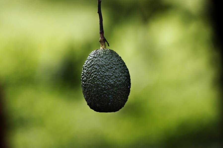 This Oct. 1, 2019 photo shows an avocado hanging in an orchard near Ziracuaretiro, in the Mexican state of Michoacan state, the heartland of world production of the fruit locals call &quot;green gold.&quot;  The country supplies about 43% of world avocado exports, almost all from Michoacan.