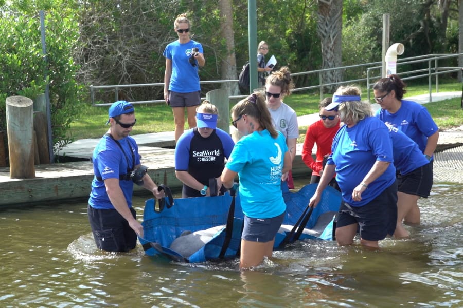 SeaWorld Orlando employees release a rescued manatee back into the wild on Oct. 17 in Oak Hill, Fla. The manatee was released after it was treated for a torn lung likely suffered in a collision with a boat. SeaWorld rehabilitates sea animals that are ill, injured, stranded or orphaned, treating them with the goal of returning them to the wild.