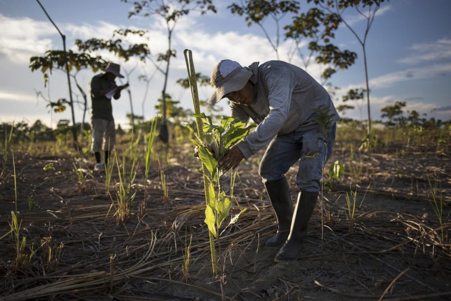 A reforestation assistant measures a newly-planted tree in a field damaged during illegal gold mining in Madre de Dios, Peru, on March 29, 2019. Since the project began three years ago, the team has planted more than 42 hectares (115 acres) with native seedlings, the largest reforestation effort in the Peruvian Amazon to date. The group is in discussion with Peru&#039;s government to expand their efforts.