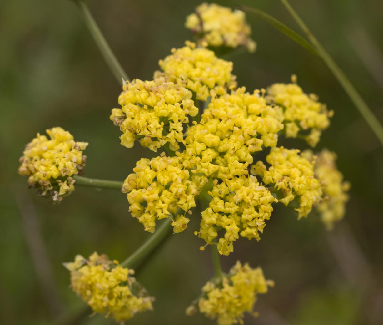 Bradshaw&#039;s lomatium, which has a large population outside Camas, was listed as an endangered species in 1988 but has recovered to the point that it could be delisted under the Endangered Species Act. (Peter Pearsall/U.S.