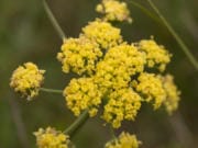 Bradshaw&#039;s lomatium, which has a large population outside Camas, was listed as an endangered species in 1988 but has recovered to the point that it could be delisted under the Endangered Species Act. (Peter Pearsall/U.S.