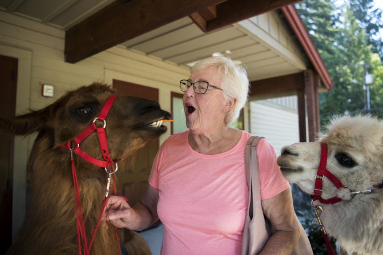 Joanne Haberlock of Vancouver feeds carrot sticks to Rojo the llama, left, and Napoleon the alpaca, right, during the Seniors and Law Enforcement Together annual picnic at the Lacamas Lake Lodge in Camas on Monday afternoon, July 23, 2018. Rojo and Napoleon, from Mountain Peaks Therapy Llamas and Alpacas, arrived at the event early to welcome the seniors.