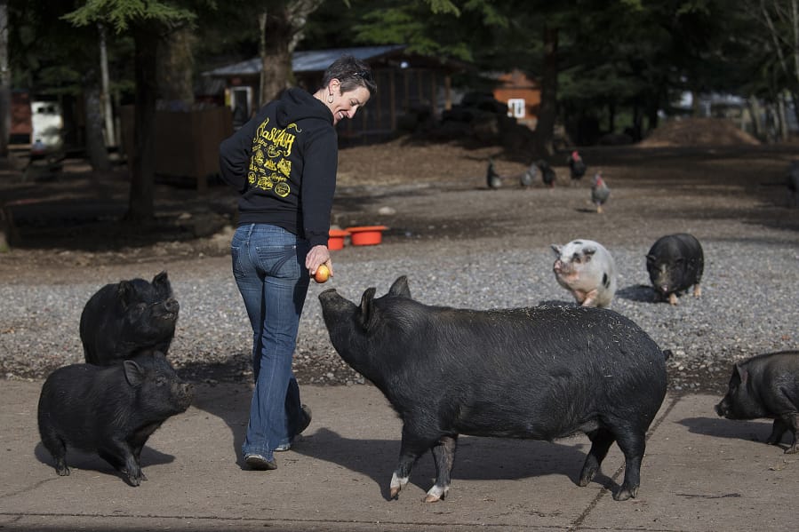 Wendy Smith of Odd Man Inn Animal Refuge near Washougal shares a snack with some four-legged friends. The animal refuge is home to some 130 animals, including 35 pigs.