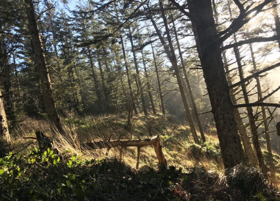 A hiking trail at Cape Arago opens to a mist-shrouded view of the Oregon Coast.