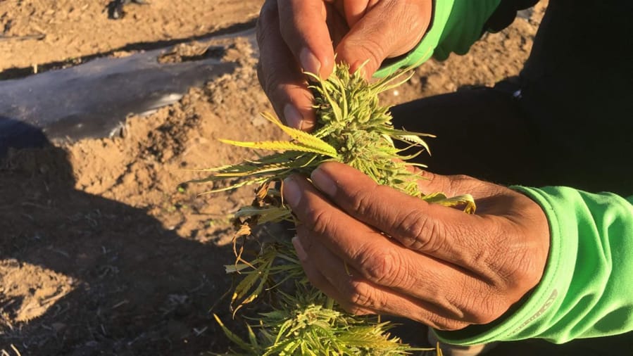 Oregon hemp grower Ajit Singh pulls a hemp flower apart to show where mold has set in. Hemp crops across the Rogue Valley have been blighted by mold after unusually heavy rain in September.
