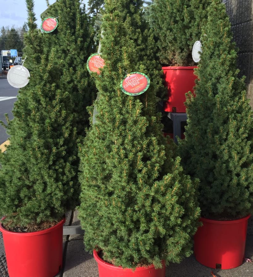 Living trees in pots are available at nurseries and garden stores.