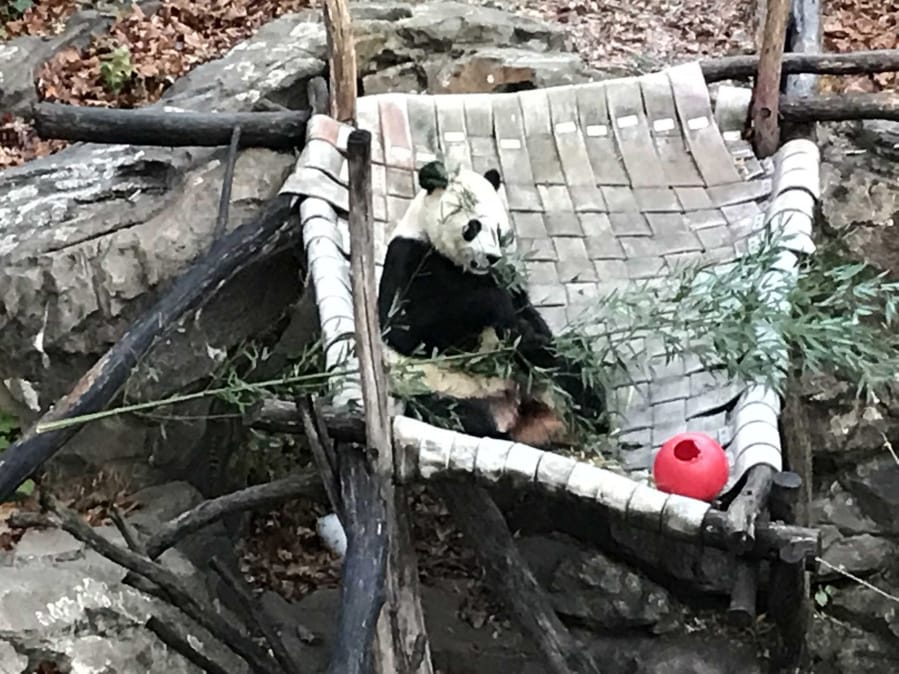 Bei Bei the giant panda munches bamboo in his yard at the National Zoo on Nov. 19 before his 16-hour flight to China. (Michael E.