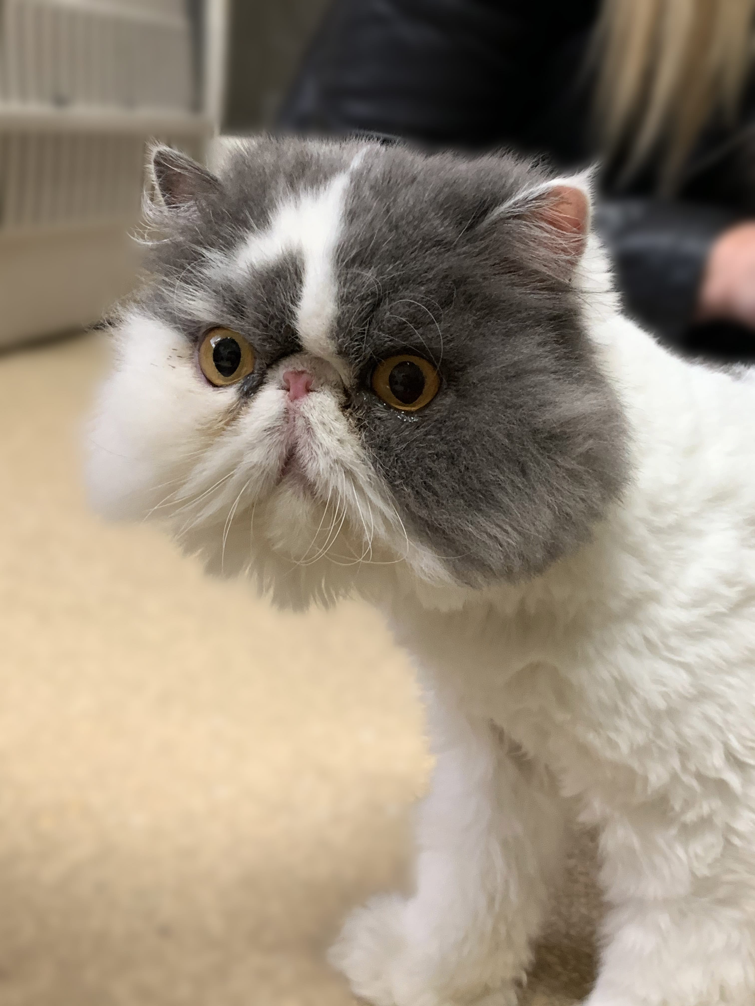 This Persian is Ivy! She’s pleasant and peaceful. She’s looking for an experienced adopter who will keep her groomed. These pets are among those available for adoption from 11 a.m. to 2 p.m. Monday through Saturday at West Columbia Gorge Humane Society, 2675 S. Index St., Washougal. Fees include spay/neuter, microchip, vaccinations and flea treatment.