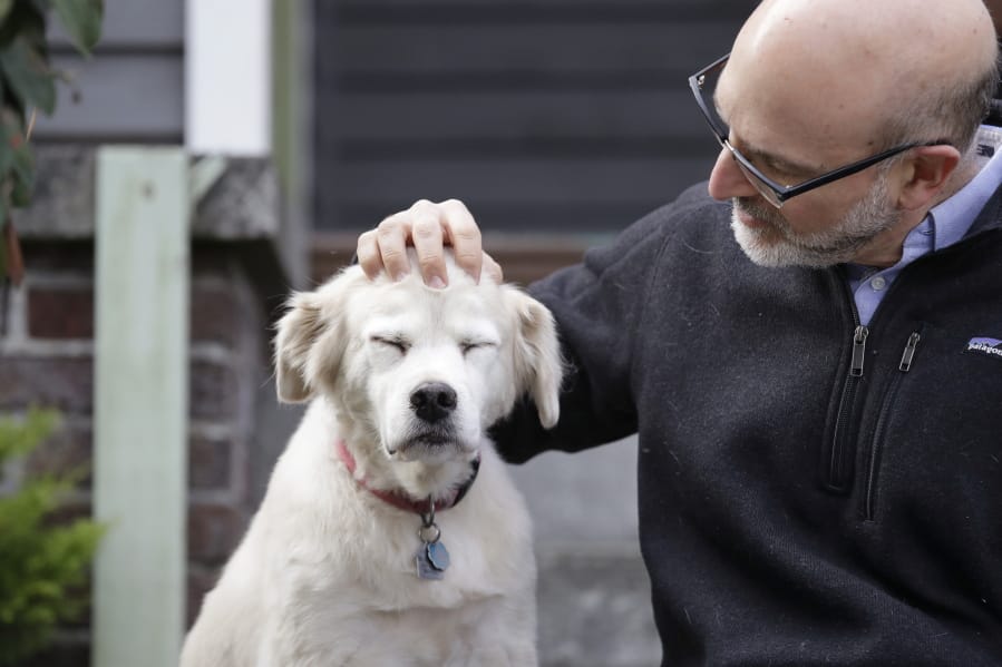 University of Washington School of Medicine researcher Daniel Promislow, the principal investigator of the Dog Aging Project grant, rubs the head of his elderly dog, Frisbee, at their home in Seattle.