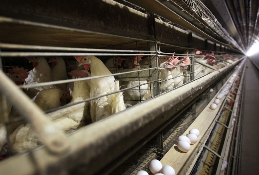 Chickens stand in their cages at a farm on Nov. 16, 2009, near Stuart, Iowa. China reopened its market to U.S. poultry, ending a five-year ban.