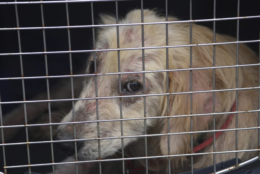 FILE - In this June 19, 2019 file photo, a dog taken from a property in Klingerstown, Pa., looks out from its cage during an animal cruelty investigation. Congress has passed a bill making certain types of animal cruelty a federal felony.