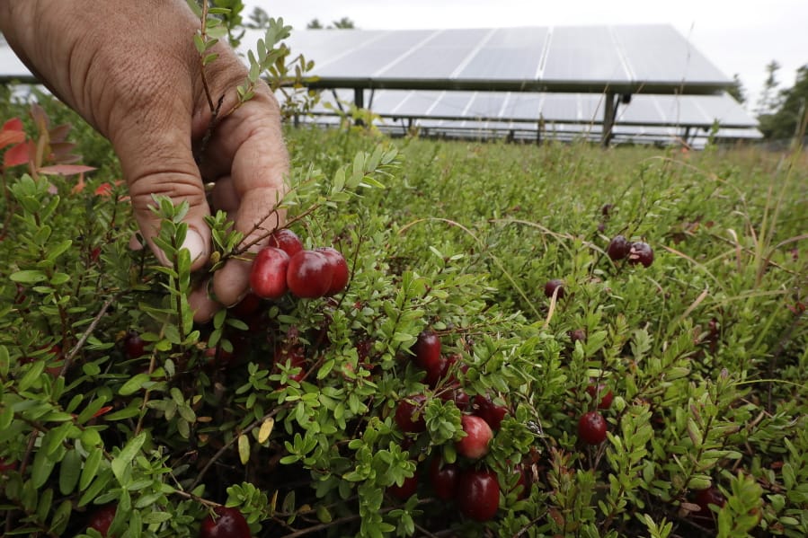 Cranberry grower Mike Paduch holds some cranberries growing in the same bog where solar arrays are installed, behind, in Carver, Mass. Plummeting cranberry prices has America&#039;s cranberry industry eyeing a possible new savior: solar power.