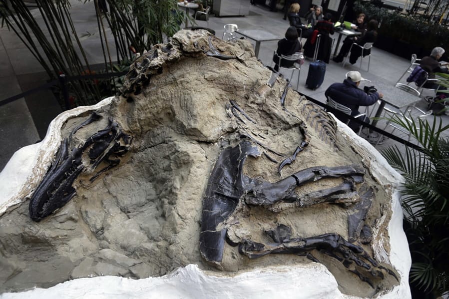FILE - In this Nov.14, 2013, file photo, one of two &quot;dueling dinosaurs&quot; fossils is displayed in New York. In an ongoing court case over the ownership of the fossils, the Montana Supreme Court heard arguments in Helena, Mont., Thursday, Nov. 7, 2019, over whether fossils are part of a property&#039;s surface estate or mineral estate in the case of split ownership.