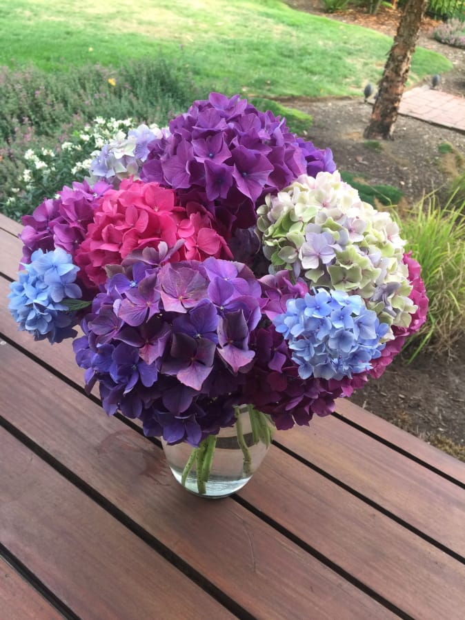 This lush assortment of freshly cut hydrangeas, photographed Aug. 14, 2019, at a home near Langley, Wash., should continue looking fresh from five to seven days before they begin to wilt. The vase life of cut flowers lasts longer when they&#039;re kept in cool areas and are properly nourished.