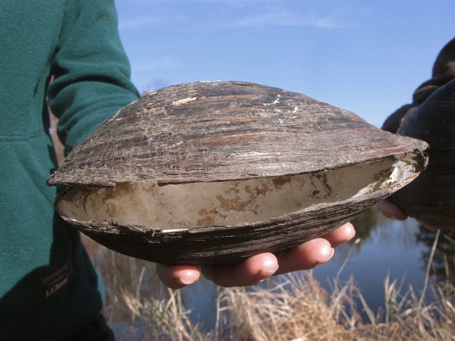 A dead Chinese pond mussel found in a network of ponds in Franklin Township, N.J.