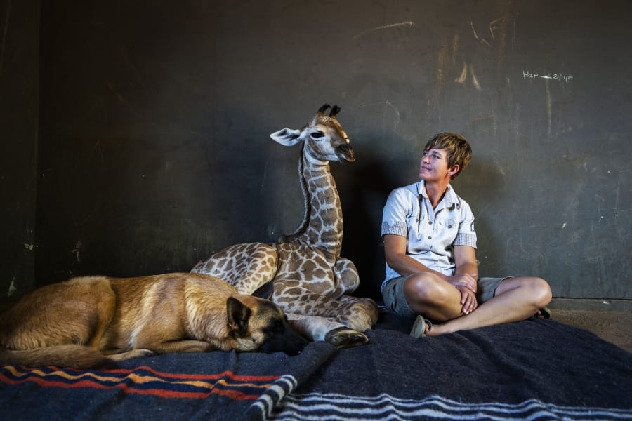 Hunter, a young Belgian Malinois, keeps an eye on Jazz, a nine-day-old giraffe, as orphanage worker Janie Van Heerden looks on last week at the Rhino orphanage in the Limpopo province of South Africa.