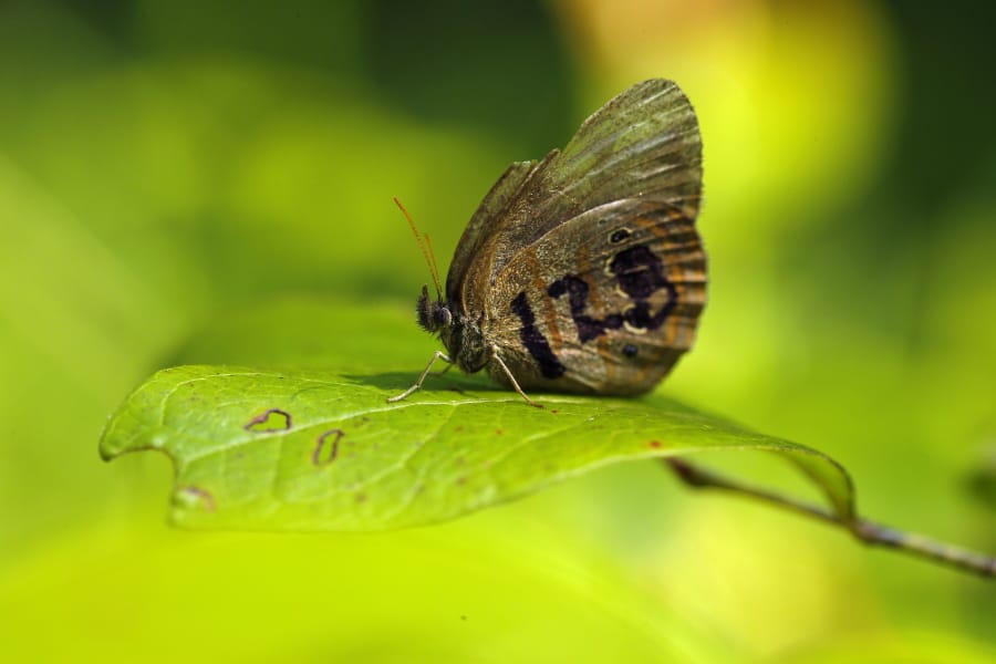 A St. Francis&#039; satyr butterfly rests on a leaf in a swamp at Fort Bragg in North Carolina. It&#039;s wing was marked for identification by a biologist studying the rare insect. (Photos by Robert F.