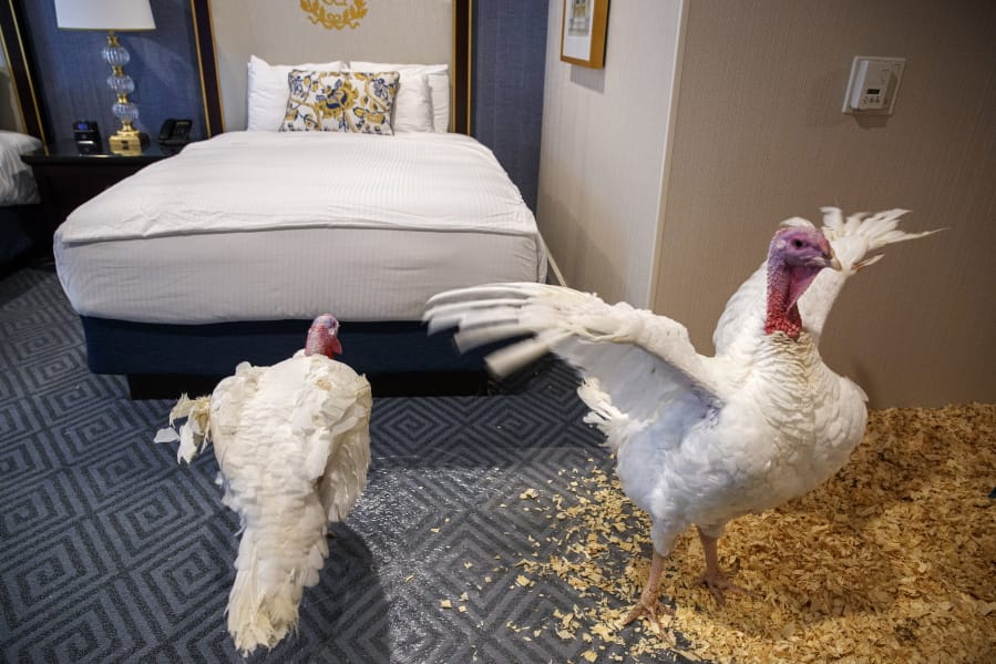 Two male turkeys from North Carolina named Bread and Butter, that will be pardoned by President Donald Trump, stretch their wings as they relax in their hotel room at the Willard InterContinental Hotel, Monday, Nov. 25, 2019, in Washington. The turkeys will be pardoned during a ceremony at the White House ahead of Thanksgiving.