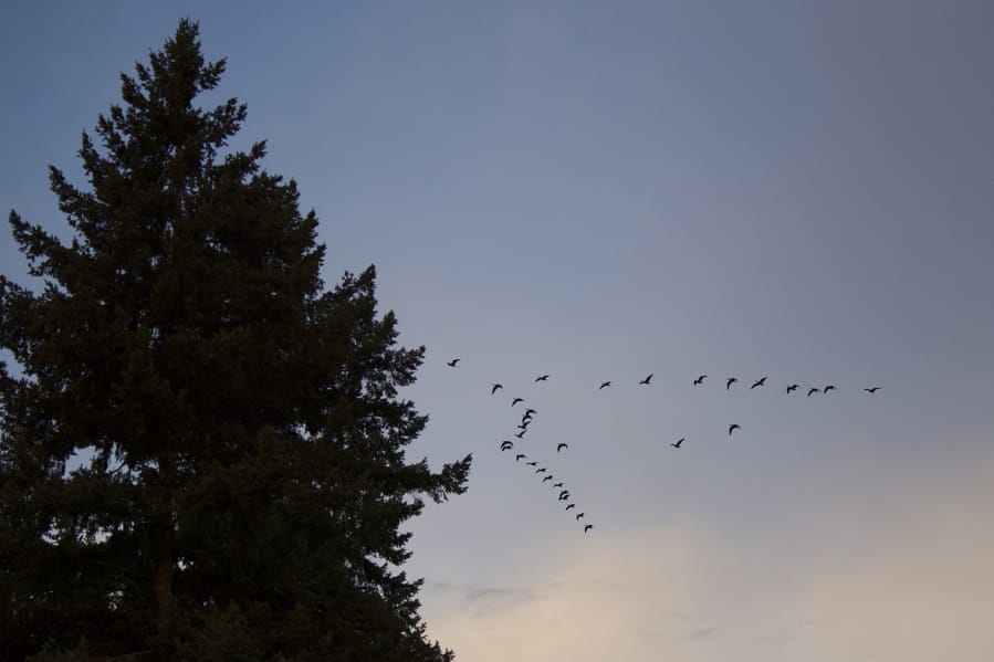 A flock of cackling geese crosses over the Fort Vancouver National Site on a clear December morning.