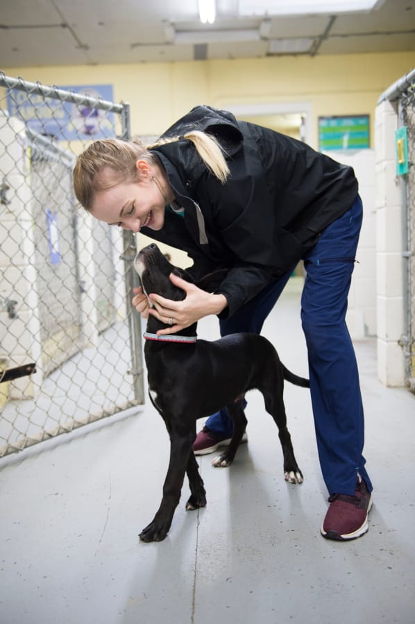 Rian Ulsh, dog care and training assistant at the West Columbia Gorge Humane Society in Washougal, plays with a puppy named Finn on Wednesday afternoon.