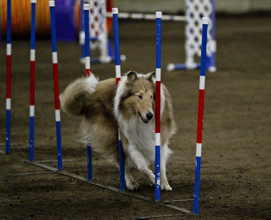 Quilt, from Oregon City, Ore., weaves through posts Saturday during the all-breed agility trial hosted by the Boston Terrier Club of Western Washington at the Clark County Event Center at the Fairgrounds.