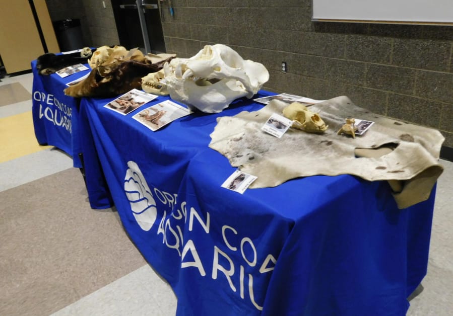 RIDGEFIELD: The Oregon Coast Aquarium displayed tables of &quot;biofacts&quot; during their visit to South Ridge Elementary School.
