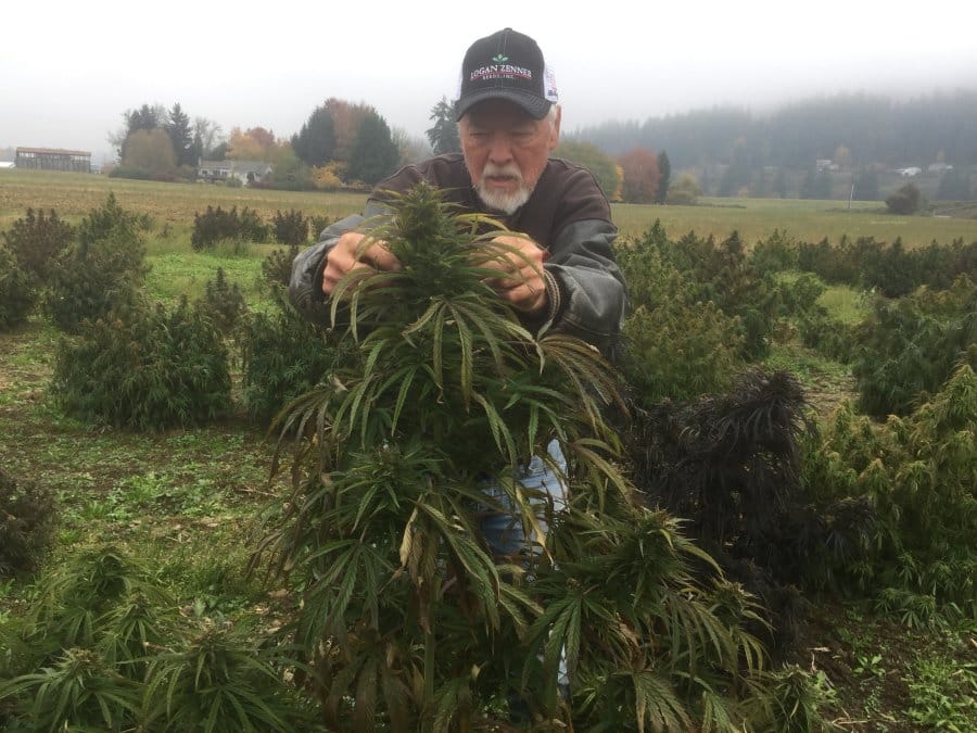 Sauvie Island farmer Don Kruger examines the flower on a soon-to-be-harvested plant on a 22-acre hemp field on Sauvie Island in Northwest Oregon.