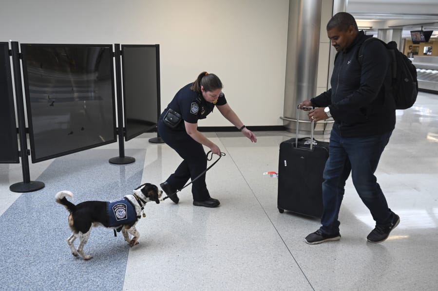 Phillip, a beagle, sniffs incoming passenger&#039;s luggage with his handler, Valerie Woo, a Customs and Border Patrol Agriculture Specialist and Canine Handler, at the international arrivals terminal at Dulles International Airport.