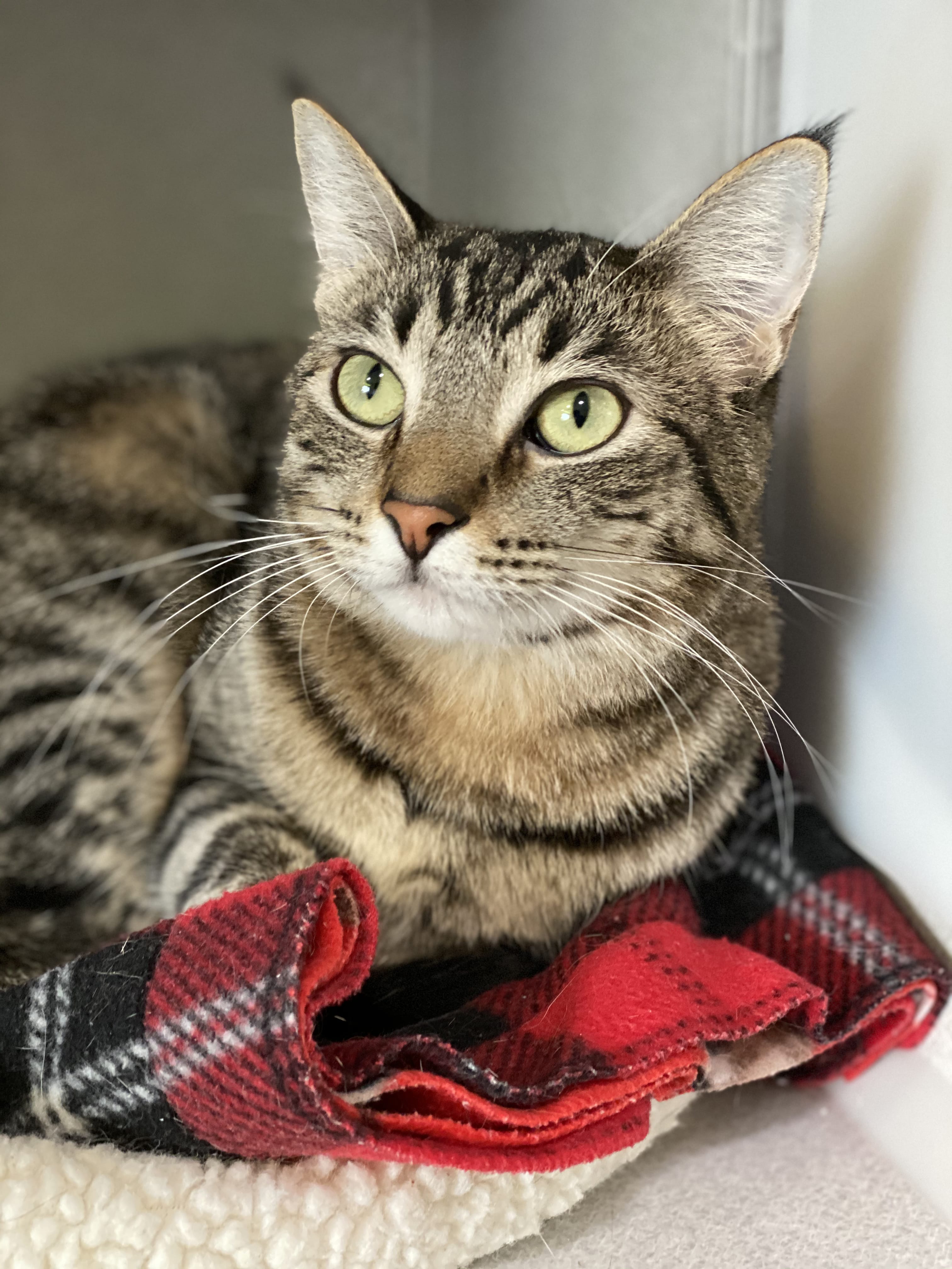 Say hello to Fox! With her silky soft coat and beautiful tabby markings, she’s one foxy lady. And just look at those cute little ear tufts! She’s shy in the shelter but super sweet and has a ready purr. We know she’ll thrive in a loving home.