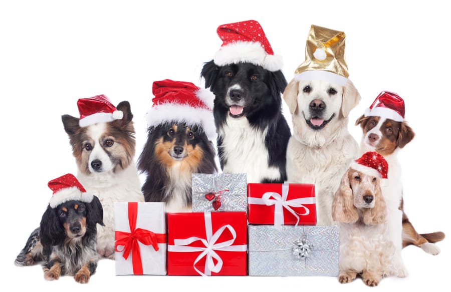 With the holidays just around the corner, here are some gift ideas for dog and cat lovers to inspire your holiday shopping.