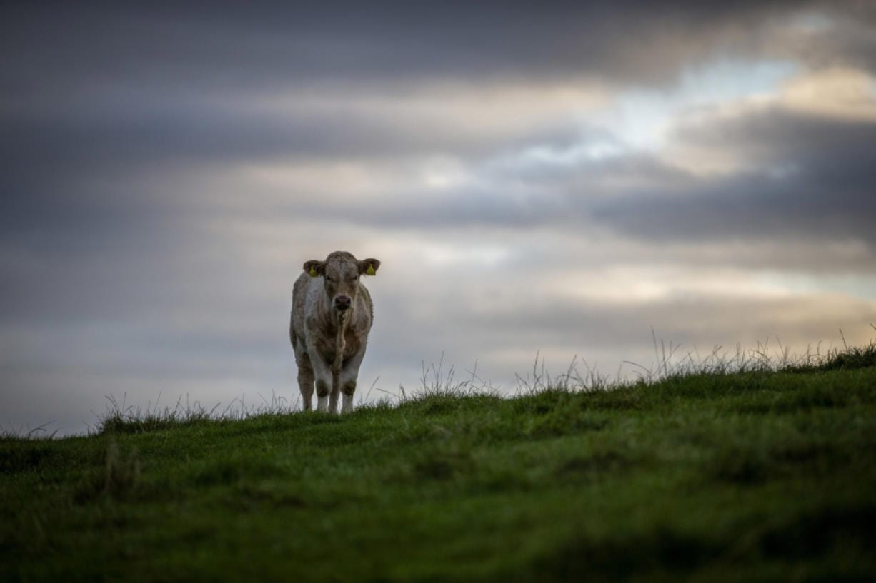A cow in Scotland.