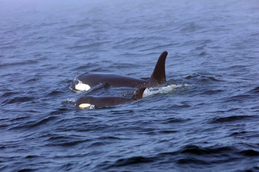 Southern resident killer whale J50 and her mother, J16, swim Aug. 7, 2018, off the west coast of Vancouver Island near Port Renfrew, B.C. Scientists studying the J Pod have found that older female orcas take care of not only their own offspring, but their &quot;grandchildren,&quot; as well.