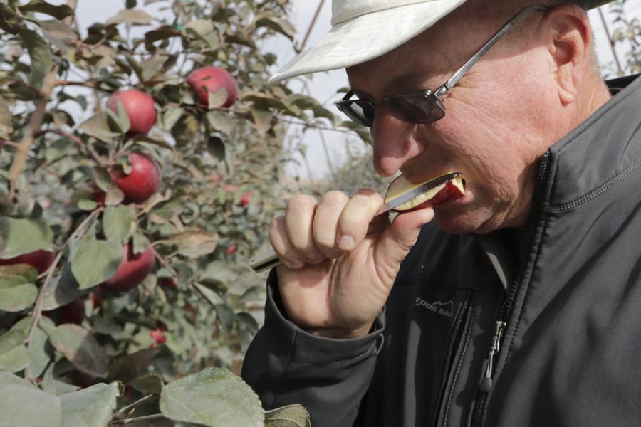 Aaron Clark, vice president of Price Cold Storage, bites into a slice from a Cosmic Crisp apple, a new variety and the first ever bred in Washington, after pulling it off a tree in an orchard in Wapato.