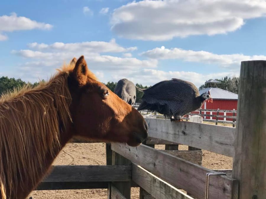 Ellie Mae, a wild mare, had to be euthanized because of an infection.