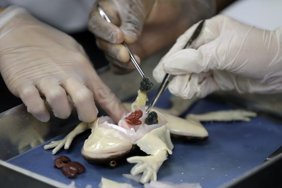 In this Wednesday, Nov. 20, 2019 photo, students dissect a synthetic frog from Syndaver Labs at J.W. Mitchell High School in New Port Richey, Fla. The school is the first in the world to try out the new technology.