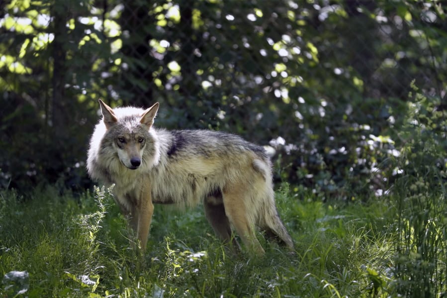 This May 20 photo shows a Mexican gray wolf. The Trump administration says it will allow trappers to continue using controversial sodium cyanide bombs to kill coyotes and other livestock predators.