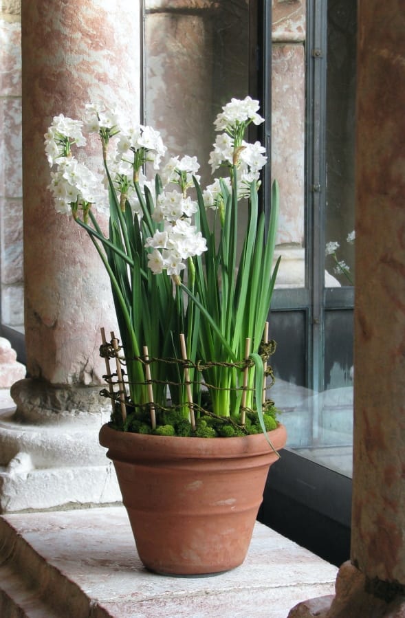 Forcing a spring bulb to blossom out of season is easy, but requires a few preparatory steps.