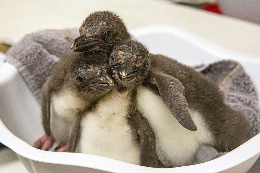 Three macaroni penguin chicks are cared for days after their birth at the zoo in Kansas City, Mo. They get their name from the bright yellow crest of feathers they&#039;ll eventually grow above their eyes. In the 18th century, a gentleman who wore flashy feathers in his cap was known as a &quot;macaroni,&quot; the zoo said.