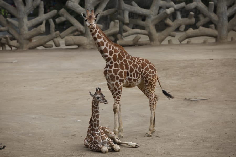 A two-month-old giraffe sits in her enclosure at the Chapultepec Zoo in Mexico City, Sunday, Dec. 29, 2019. The Mexico City zoo is celebrating its second baby giraffe of the year. The female giraffe was unveiled this week after a mandatory quarantine period following her Oct. 23 birth. She will be named via a public vote.