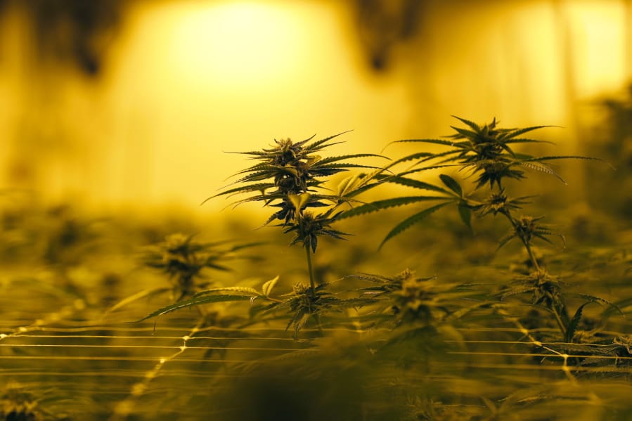 Marijuana plants growing under special grow lights, at GB Sciences Louisiana, in Baton Rouge, La.
