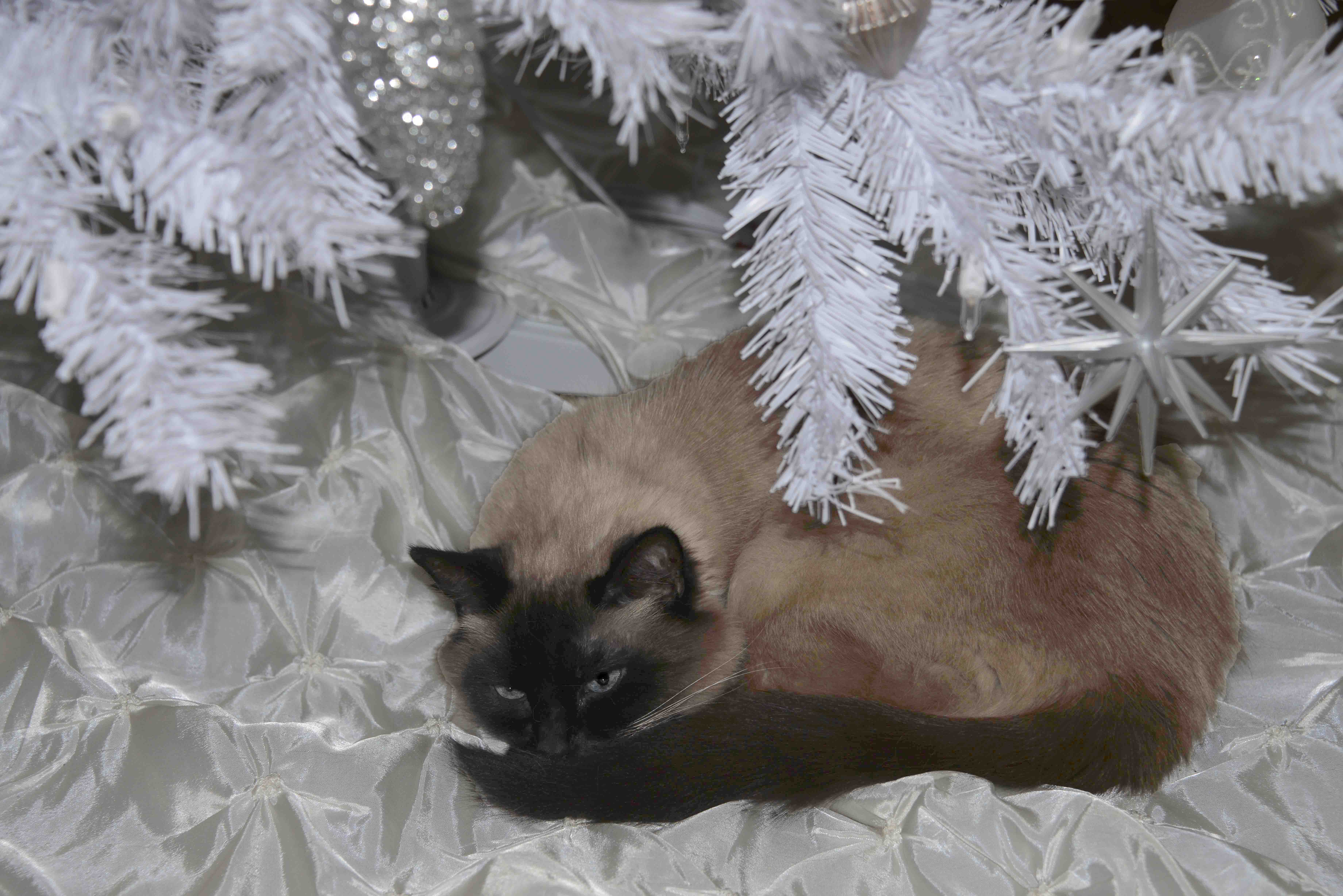 Due to health issues, we lost our 19 year-old cat in September.  Going through some photographs of Koko, we found a picture of her resting under our Christmas tree.  Her picture, taken a few years ago under the tree, made for a very warm, but sad, Holiday Memory.