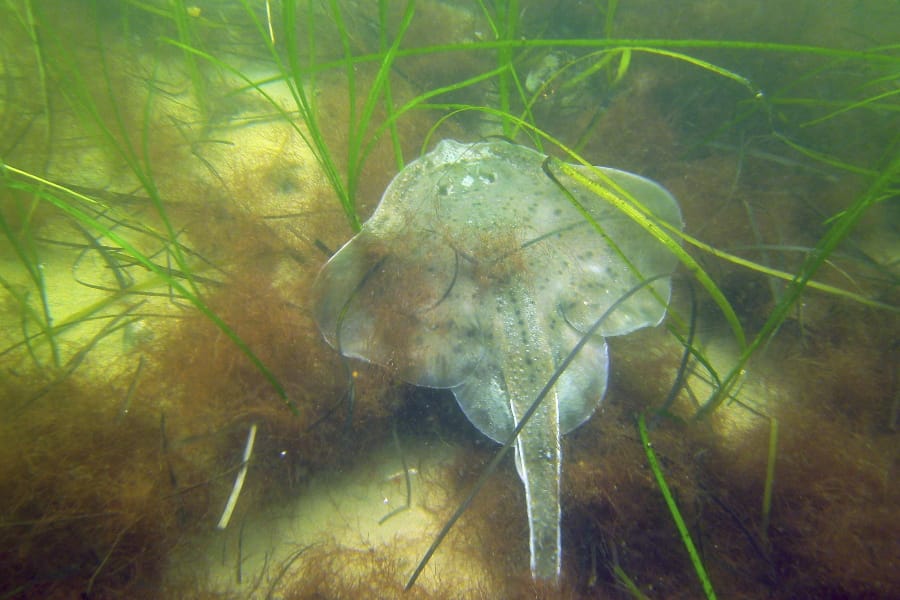 In this undated photo provided by the Massachusetts Division of Marine Fisheries, a winter skate rests among seagrass at a monitoring site in the sound off shore from Salem, Mass. Seagrass meadows, found in coastlines all coastal areas around the world except Antarctica&#039;s shores, are among the most poorly protected but widespread coastal habitats in the world. Studies have found more than 70 species of seagrass that can reduce erosion and improve water quality, while providing food and shelter for sea creatures.