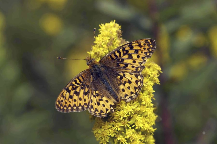 The threatened Oregon silverspot butterfly in its native coastal habitat on Mount Hebo in Oregon.