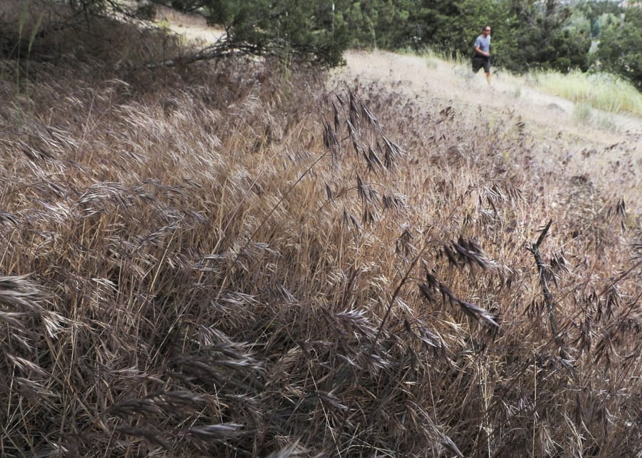 A walker passes a large area of cheat grass growing June, 15, 2017, along the Pilot Butte trail system in Bend, Ore.