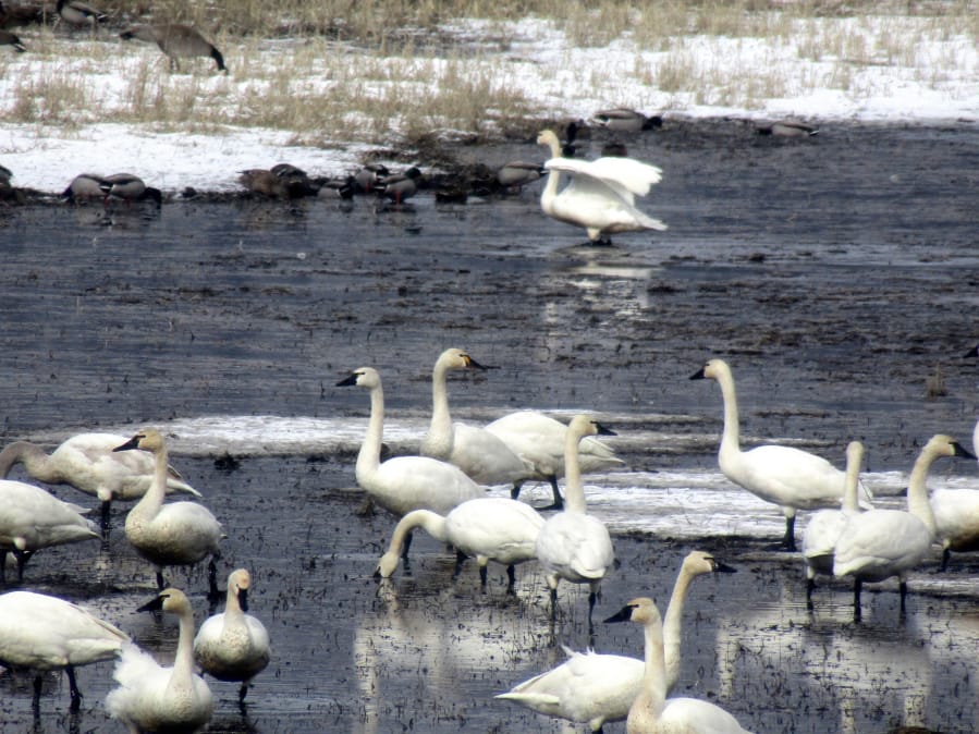 Tundra swans at Klamath Lake.