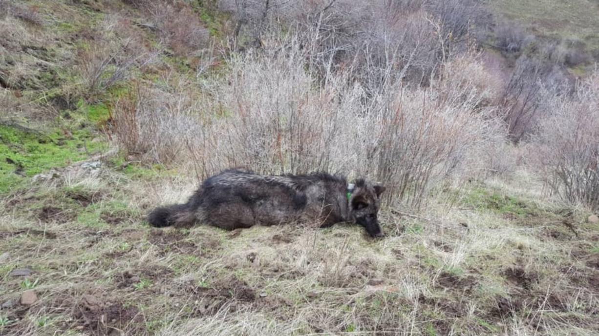 Oregon wildlife biologists took this photograph of OR-59 when the yearling male wolf was still sedated after they placed a GPS tracking collar around its neck.