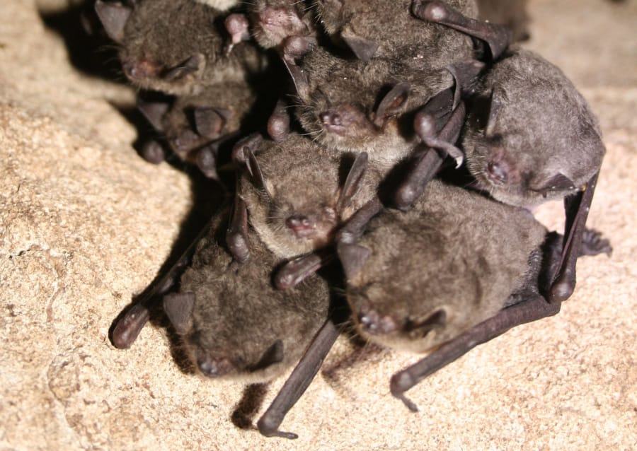 A cluster of hibernating gray bats (Myotis grisescens).