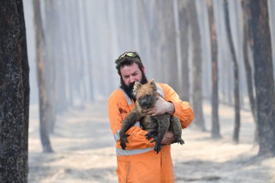 Adelaide wildlife rescuer Simon Adamczyk holds a koala he rescued at a burning forest near Cape Borda on Kangaroo Island, Australia, on Jan. 7.
